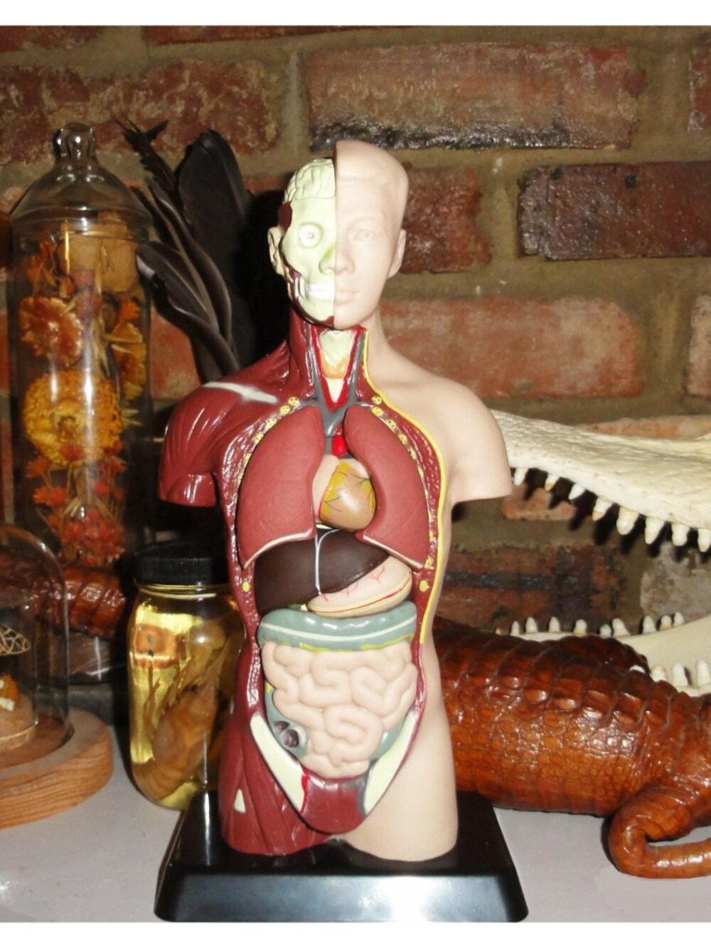 Vintage Human Torso Model w/ detachable organs oddity curiosity medical